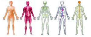 emberi test rendszerek